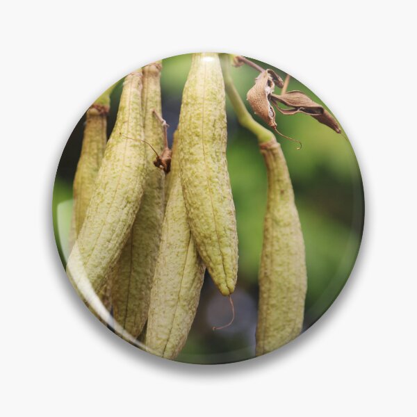 Item preview, Tabebuia Aurea Fruits. designed and sold by VgBingi.