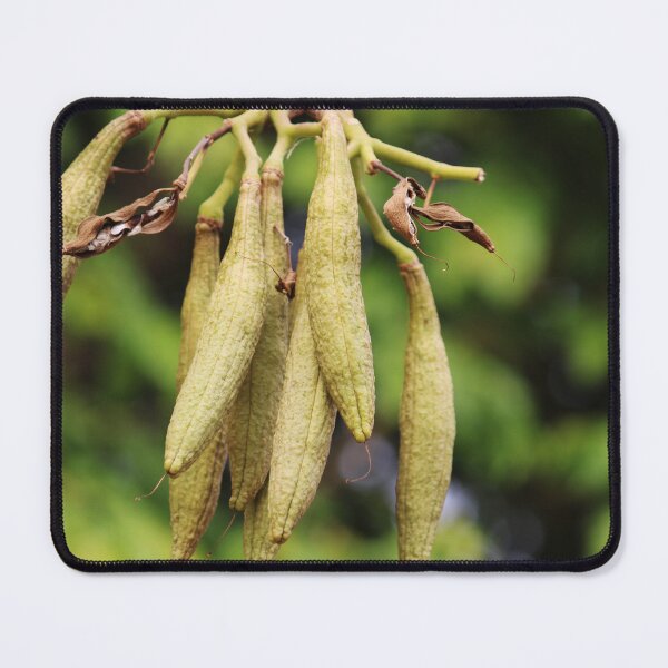Item preview, Tabebuia Aurea Fruits. designed and sold by VgBingi.