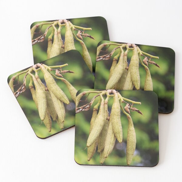 Item preview, Tabebuia Aurea Fruits. designed and sold by VgBingi.