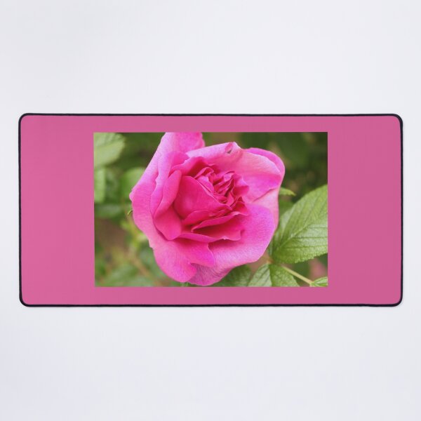 Item preview, Lovely aromatic pink rose flower picture. designed and sold by naturematters.