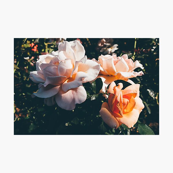 Item preview, Rose Garden designed and sold by Courtney Tomesch.