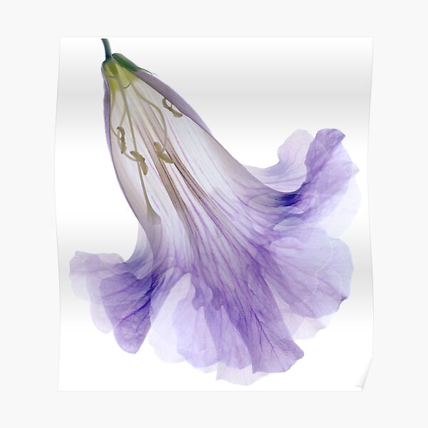 Lavender Crinoline Poster