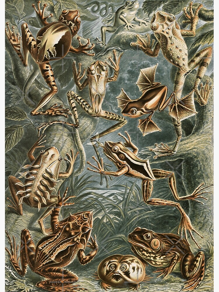 Discover Cottagecore Goblincore Dark Academia Aesthetic Frog Vintage Premium Matte Vertical Posters