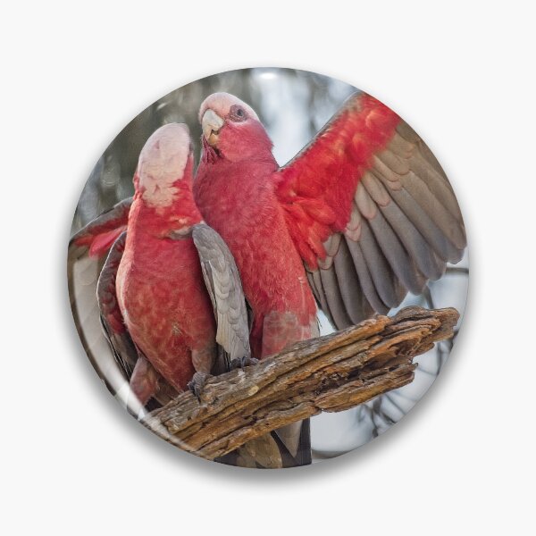 Item preview, Galahs 4 - Canberra, Australia designed and sold by StevenRalserPhoto.