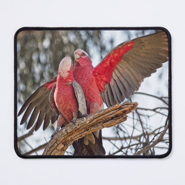 Item preview, Galahs 4 - Canberra, Australia designed and sold by StevenRalserPhoto.