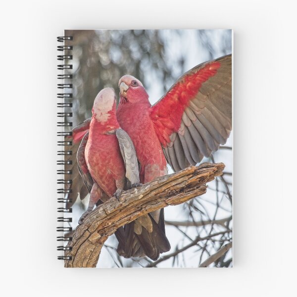 Item preview, Galahs 4 - Canberra, Australia designed and sold by StevenRalserPhoto.