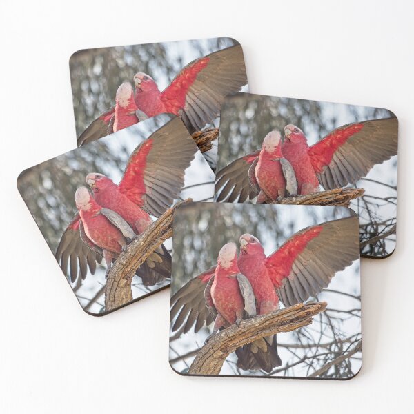 Item preview, Galahs 4 - Canberra, Australia designed and sold by StevenRalserPhoto.