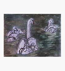 Swan family Photographic Print