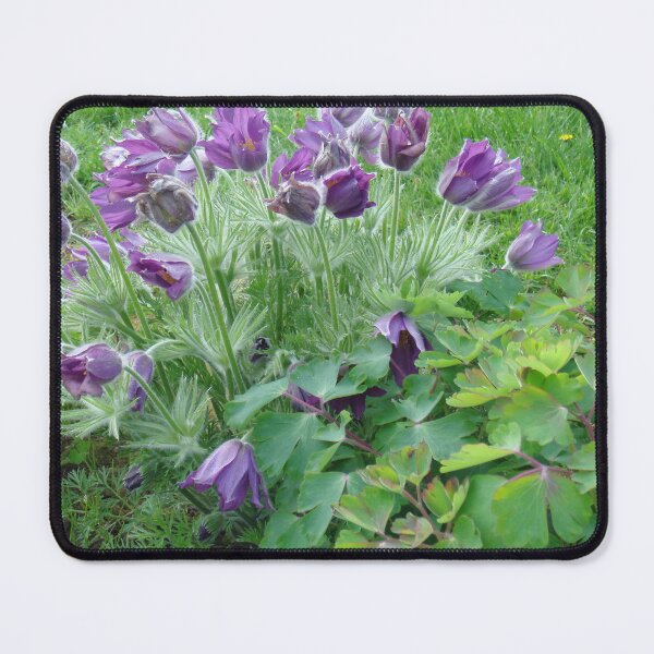 Item preview, Pasqueflower in spring // designed and sold by Lillrose.