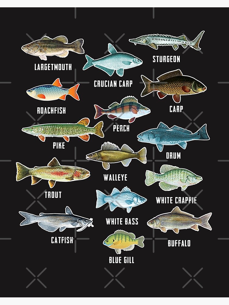 Best Fish Species  #1 List Of Freshwater Fish Species In US