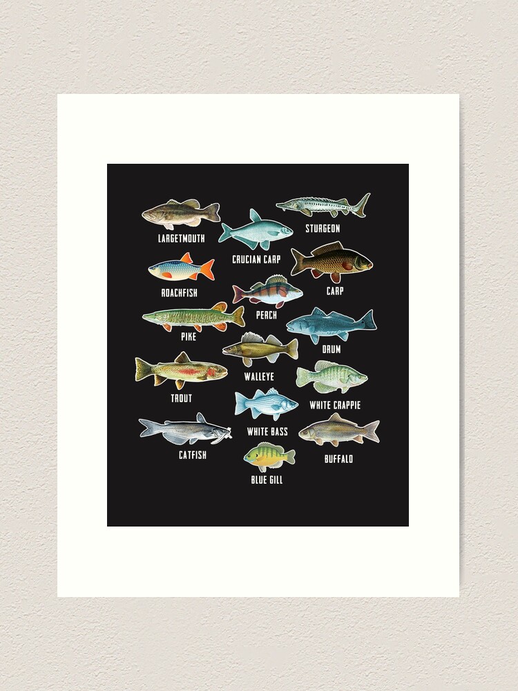 Types Of Freshwater Fish Species Fishing' Poster 18x24