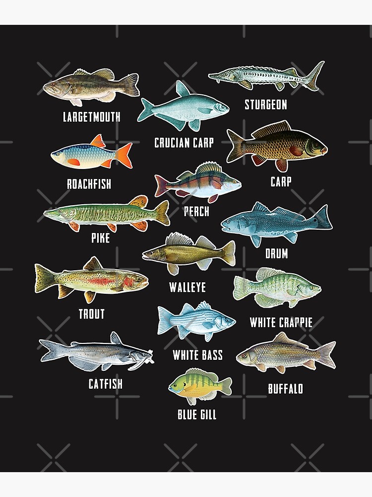Types Of Freshwater Fish Shirt Fishing Fish Species Biology Cool fish for  Fishing Lovers Art Print for Sale by TeeDZN (1.8K)
