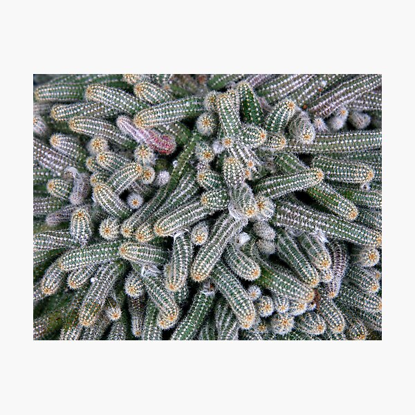 Heaps of Cactii Photographic Print