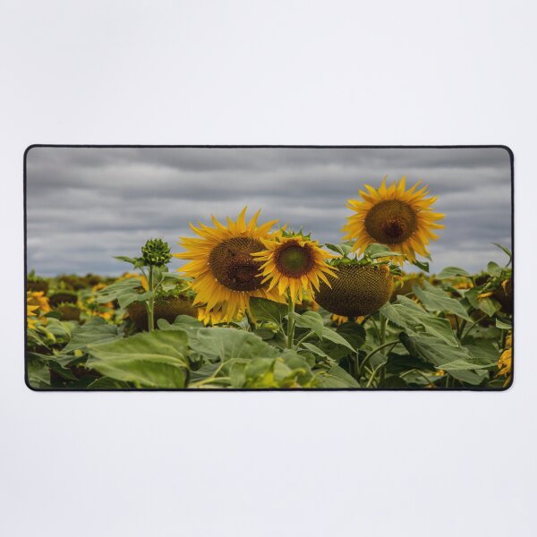 Item preview, Sunflower Field designed and sold by Marylou Badeaux.
