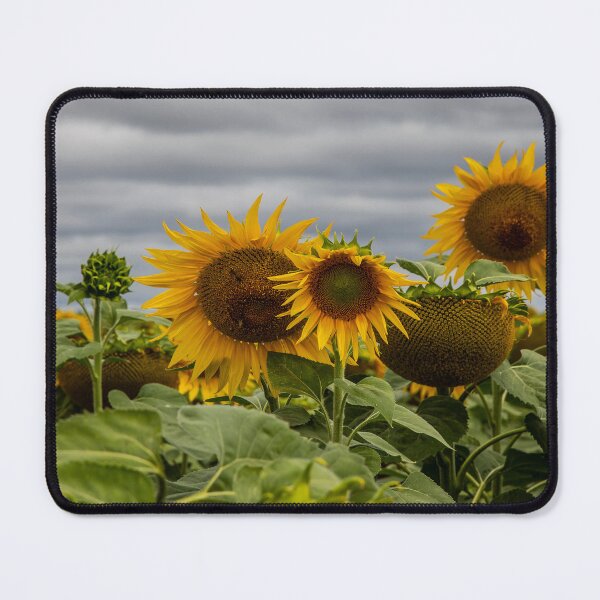 Item preview, Sunflower Field designed and sold by Marylou Badeaux.