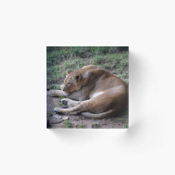 Item preview, Lion Sleeping designed and sold by MontanaWolves21.