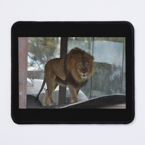 Item preview, Lion designed and sold by MarieDarcy97.