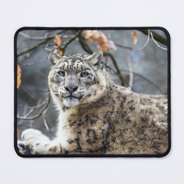 Item preview, Snow leopard - Irbis (Panthera uncia). designed and sold by LubosChlubny.