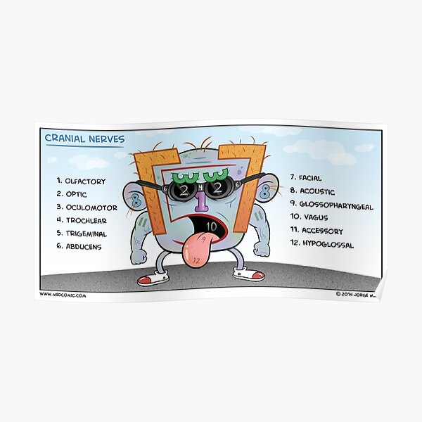 Cranial Nerves Poster