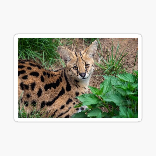 Serval Animal Gifts & Merchandise for Sale | Redbubble