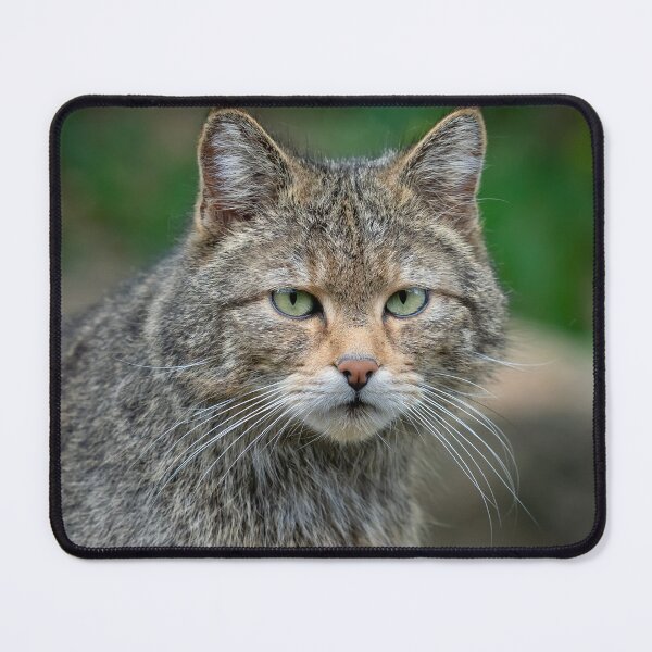 Item preview, European Wild Cat (Felis silvestris) designed and sold by LubosChlubny.
