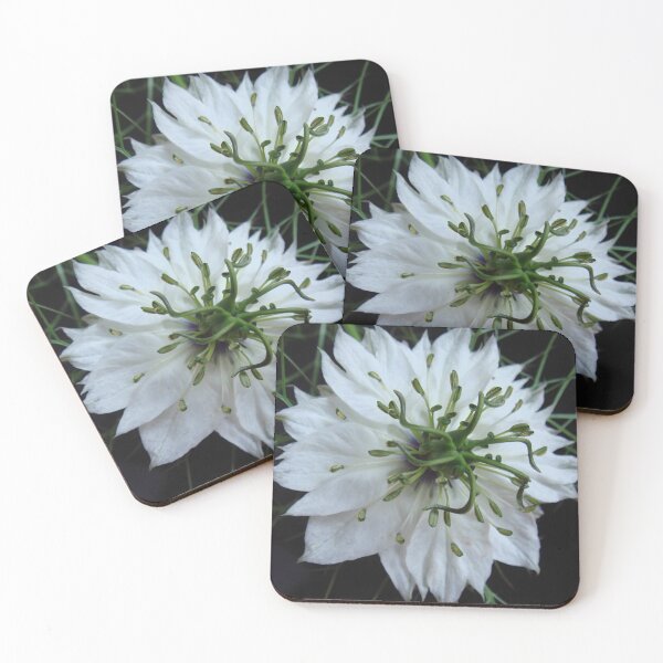 Item preview, white nigelia - damsel in the open - macro shot // designed and sold by Lillrose.