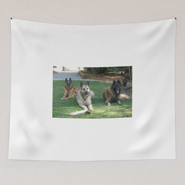 Item preview, 2018 3 varieties Malinois Laekenois Tervueren designed and sold by Belgian Shepherd Dog Club of QLD Inc.