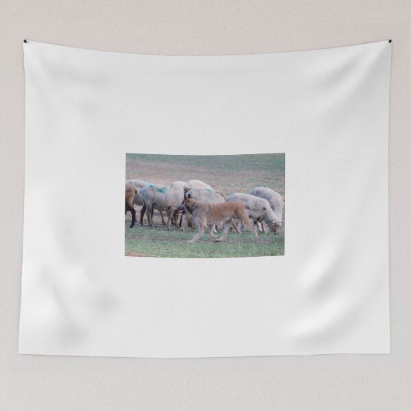 Item preview, 2018 Laekenois herding designed and sold by Belgian Shepherd Dog Club of QLD Inc.