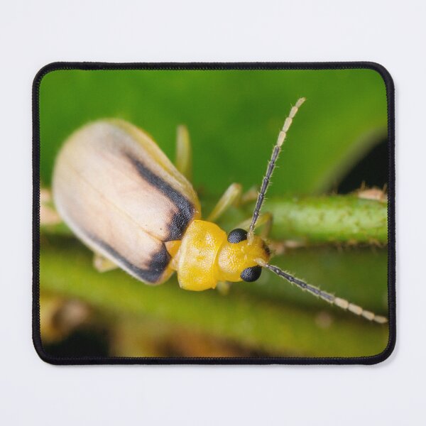 Item preview, A species of leaf beetle known as Galerosastra sumatrana designed and sold by AvonPerception.