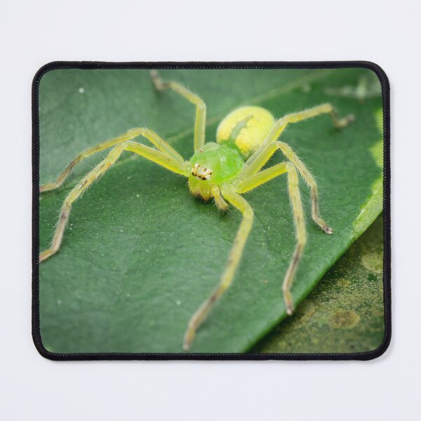 Item preview, A female green huntsman spider (Micrommata virescens) designed and sold by AvonPerception.