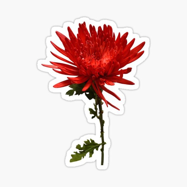 Item preview, Red Spider Mum designed and sold by Susan Savad.