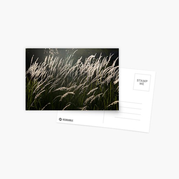 Gentle Breeze Postcard