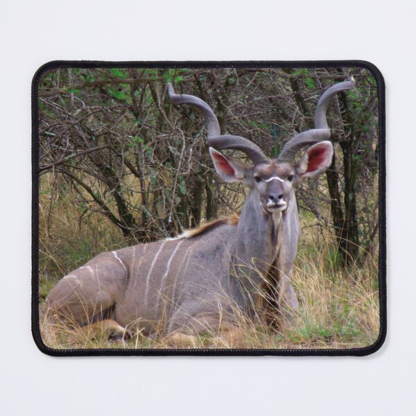 Item preview, Kudu Bull | African Wildlife designed and sold by Artisnaps.