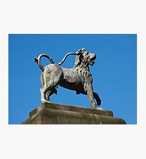Dunham Lion Photographic Print