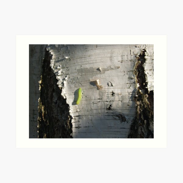 Paper Birch with Inchworm Art Print
