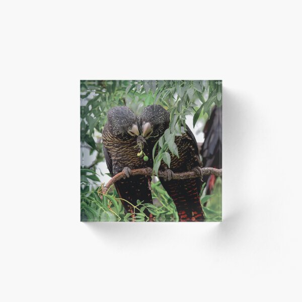 Care to Share-Female Red Tailed Black Cockatoos Acrylic Block