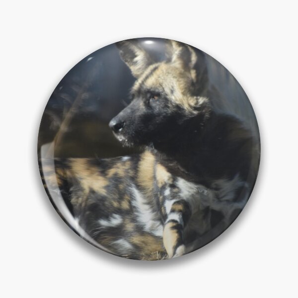 Item preview, African Painted Dog  designed and sold by Sharon the Zoo Lady Photography .