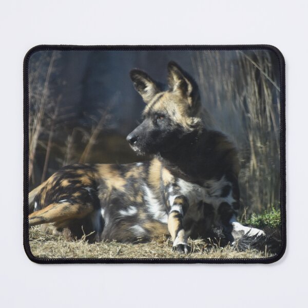 Item preview, African Painted Dog  designed and sold by Sharon the Zoo Lady Photography .