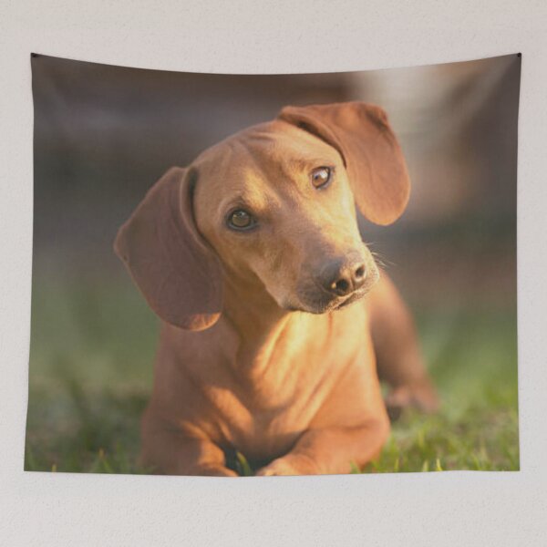 Item preview, Smooth Red Dachshund designed and sold by DesignVertex.