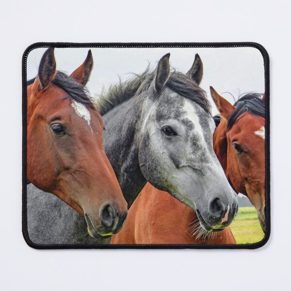 Item preview, Three horses, a grey between two bays, standing in a field. designed and sold by claireseyeview.