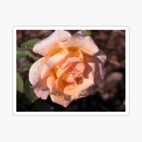 "Waterproof" Sticker for Sale by LMontgomery Redbubble