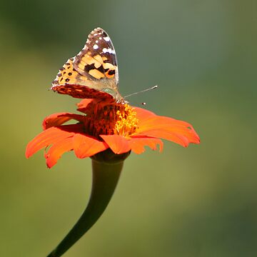 Artwork thumbnail, Perpetual Beauty by Pamela Bates