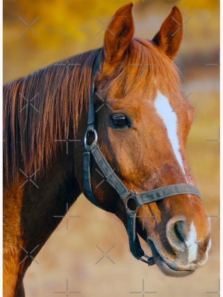 Poster for Sale avec l uvre Poney alezan avec une flamme blanche a la reflexion. de l artiste claireseyeview Redbubble