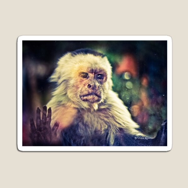 The Hopeless Ape Magnet