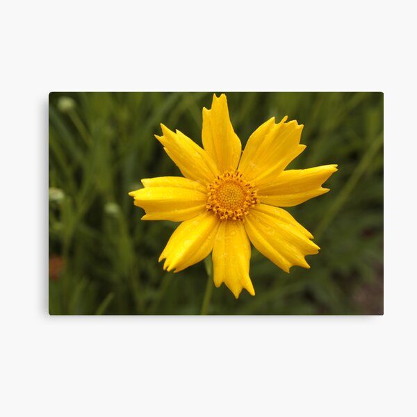 Yellow Canvas Print