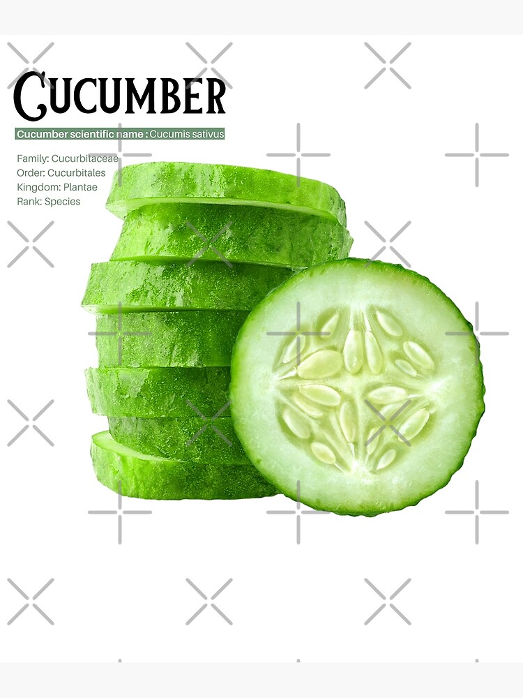 Póster «Definición del nombre científico del pepino Pickle Pepino Cucumis sativus» de Treos