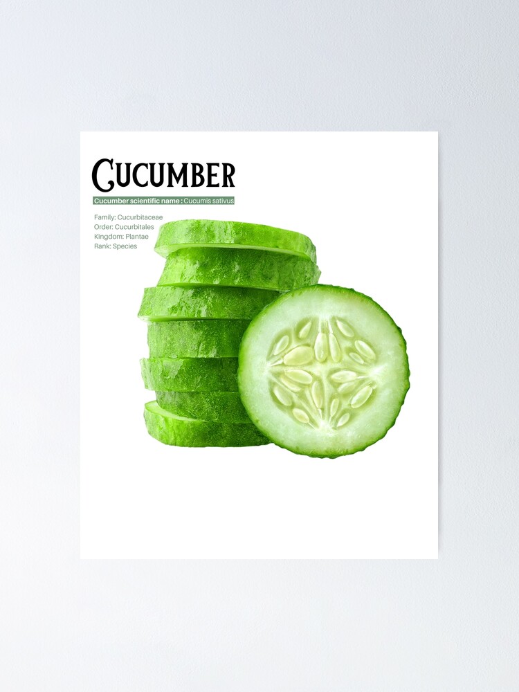 Póster «Definición del nombre científico del pepino Pickle Pepino Cucumis sativus» de Treos
