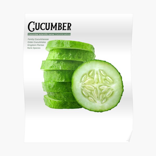 "Cucumber scientific name definition Pickle Cucumber Cucumis sativus