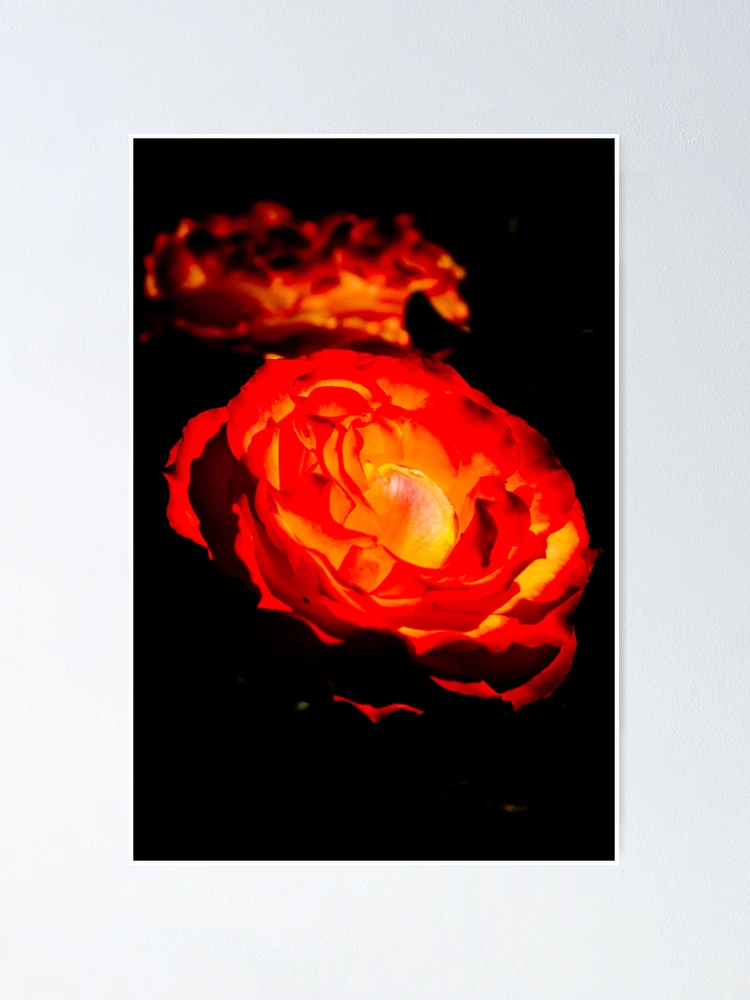 Thumbnail 1 of 3, Poster, Red Roses designed and sold by Hadi Santoro.