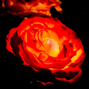 Artwork thumbnail, Red Roses by Hadi Santoro